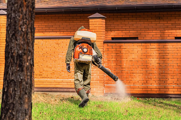 Trusted Ant Control service in Emerald Bay, TX - Nex Pest Control
